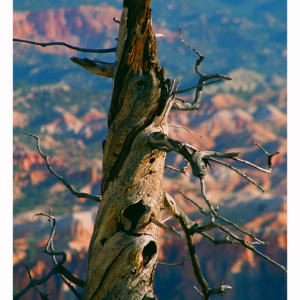 Bryce Canyon (Utah 1997) 024S