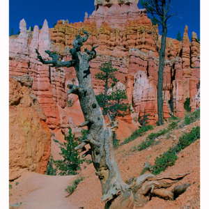 Bryce Canyon (Utah 1997) 025S