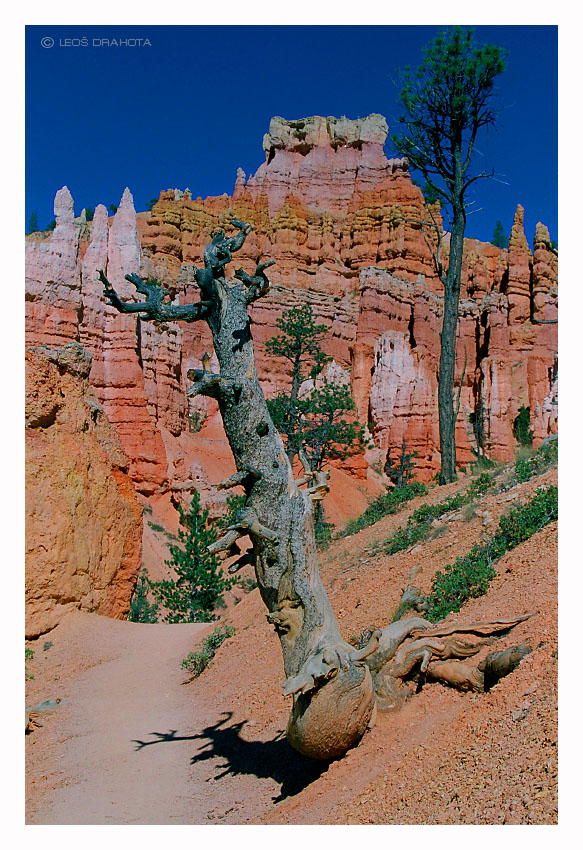 Bryce Canyon (Utah 1997) 025S