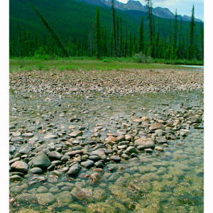 Athabasca River (Alberta 1998) 058S