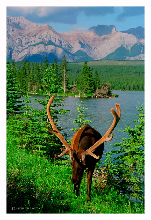Setkání s jelenem - NP Jasper (Alberta 1998) 063S