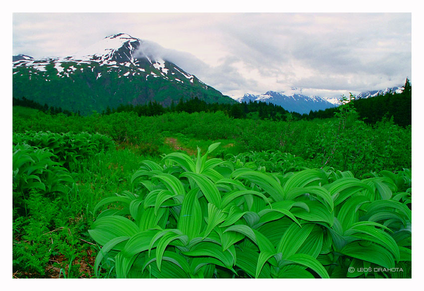 V horách (Alaska 1998) 072S