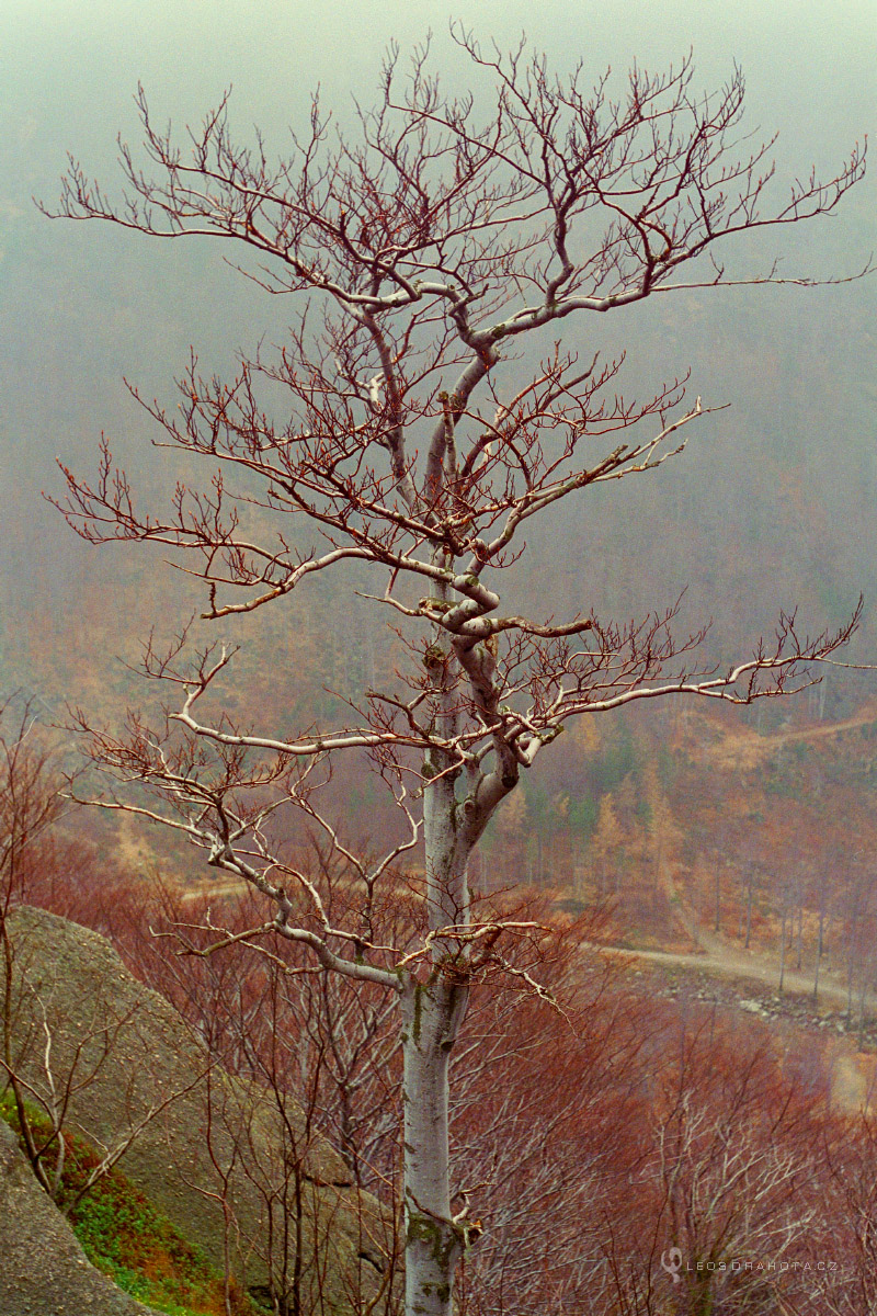 Strom pod vrcholem Ořešníku (listopad) 1994_K001_0027