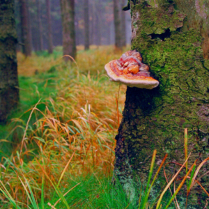 Les u Příchovic (říjen) 1998_k008_0001