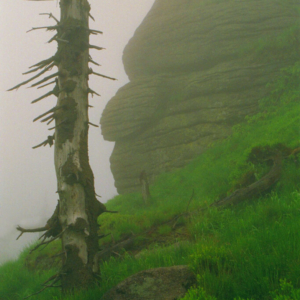 Hlava obra s upadlým uchem na vrcholu Jizery (červen) 1999_k008_0098
