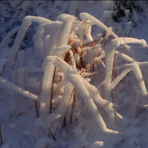 První posel příchodu zimy na Jizeře (říjen) 1999_k010_0016