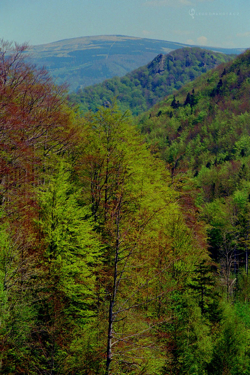 Údolí Bílého Štolpichu, Ořešník a Smrk (duben) 2000_k010_0061