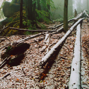Les na Špičáku (říjen) 2002_s_0003