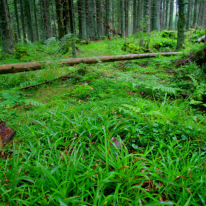 Les nad Kvildou 2012_209_2195