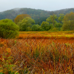 Vltavský luh 2016_346_9601 Vltavský luh 2016_346_9601