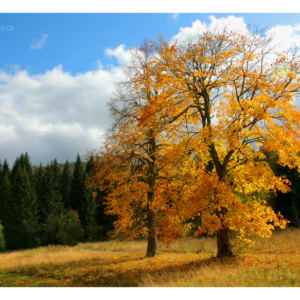 Pod Hůrkou 2019_432_3683