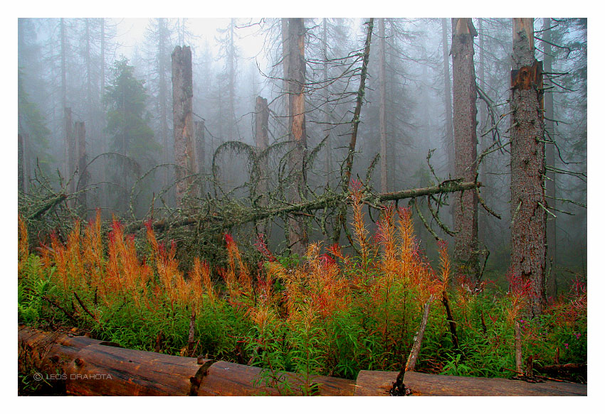 Usychající les u pramenů Vltavy 2012_209_2248