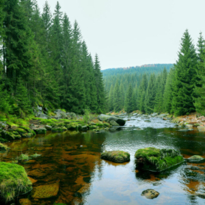 Jizera u Medvědího kouta (listopad) 2025_558_3251