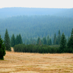 Střední jizerský hřeben z Velké Jizery (listopad) 2025_558_3341