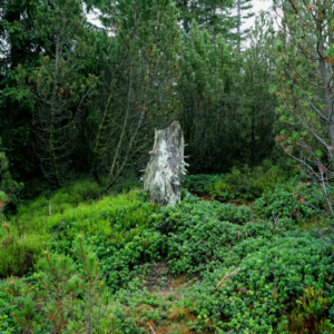 Pařez - Velká Jizera (listopad) 2025_558_3344