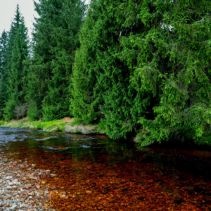 Břehy Jizery - Velká Jizera (listopad) 2025_558_3351