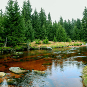 Břehy Jizery - Velká Jizera (listopad) 2025_558_3366