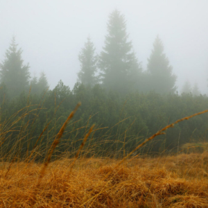 Jizerka (listopad) 2025_558_3403