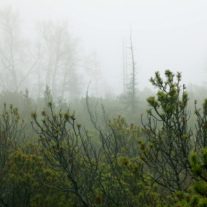 Rašeliniště Jizerky (listopad) 2025_558_3404