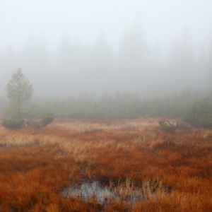 Rašeliniště Jizerky (listopad) 2025_558_3409