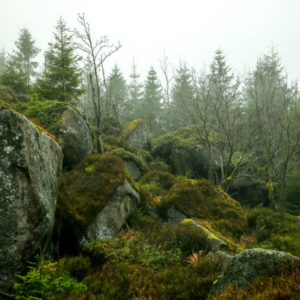 Vlčí doupě na Středním jizerském hřebeni (listopad) 2025_558_3444