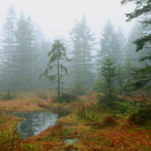 Les pod Středním jizerským hřebenem (listopad) 2025_558_3459