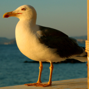 Racek, Ischia 2022_507_7906