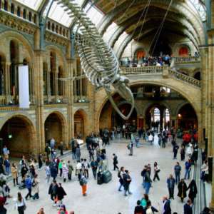 Natural History Museum, Londýn 2025_550_0395